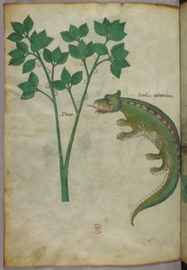 Botanische und Tierillustration einer Pflanze und eines Krokodils, um 1440