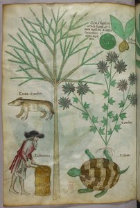 Botanische und Tierillustration von Pflanzen, einer Schildkröte, einem Mann und einem anderen Tier, um 1440