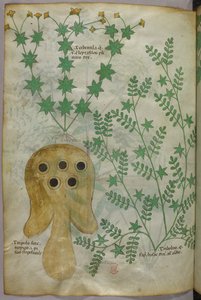Botanische und Tierillustration von Pflanzen und einem Torpedofisch, ca. 1440