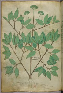 Botanische Illustration, ca. 1440 von Italian School