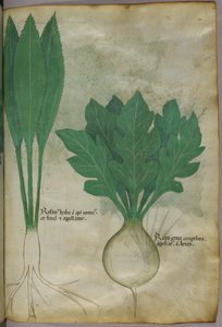 Botanische Illustration, ca. 1440