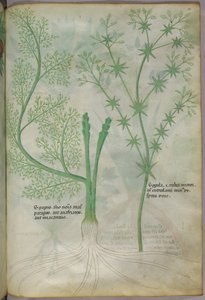 Botanische Illustration, ca. 1440