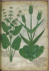 Botanische Illustration, ca. 1440