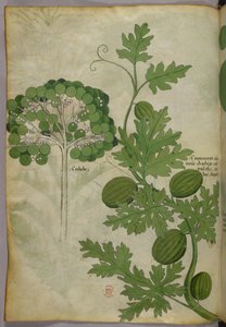 Botanische Illustration, ca. 1440