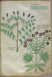 Botanische Illustration, um 1440