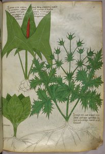 Botanische Illustration, um 1440 von Italian School