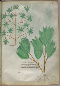 Botanische Illustration, um 1440