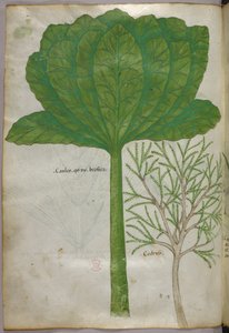 Botanische Illustration, um 1440