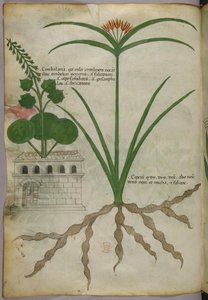 Botanische Illustration, um 1440