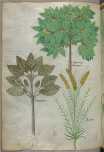 Botanische Illustration, um 1440