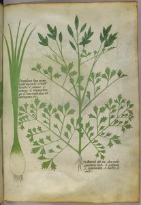 Botanische Illustration, um 1440
