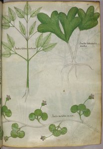 Botanische Illustration, um 1440