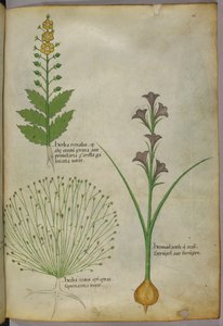 Botanische Illustration, um 1440