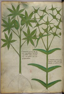 Botanische Illustration, ca. 1440 von Italian School
