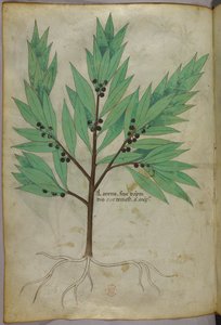 Botanische Illustration, ca. 1440 von Italian School