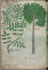 Botanische Illustration, ca. 1440