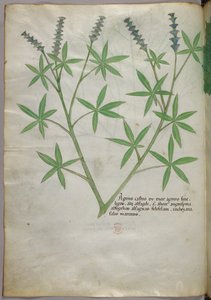 Botanische Illustration, ca. 1440
