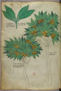 Botanische Illustration, ca. 1440