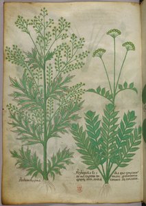 Botanische Illustration, ca. 1440