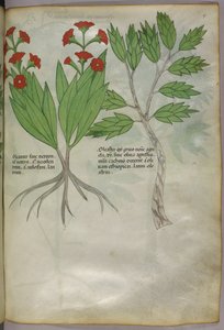 Botanische Illustration, ca. 1440