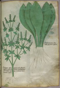 Botanische Illustration, ca. 1440 von Italian School