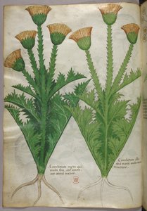 Botanische Illustration, ca. 1440 von Italian School