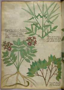 Botanische Illustration, ca. 1440