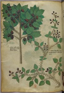 Botanische Illustration, um 1440
