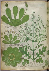 Botanische Illustration, um 1440