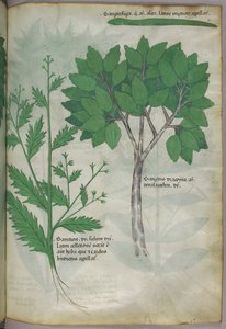 Botanische Illustration, um 1440