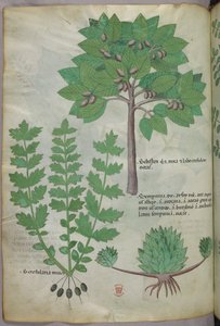 Botanische Illustration, um 1440