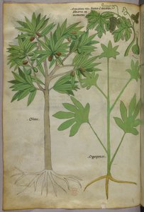 Botanische Illustration, um 1440