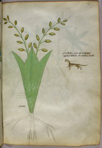 Botanische Illustration, um 1440