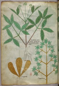 Botanische Illustration, um 1440 von Italian School