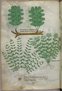 Botanische Illustration, um 1440