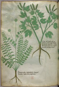 Botanische Illustration, um 1440