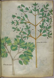 Botanische Illustration, um 1440