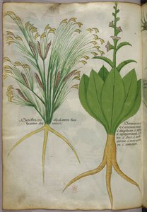 Botanische Illustration, um 1440