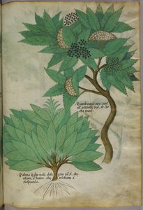 Botanische Illustration, um 1440