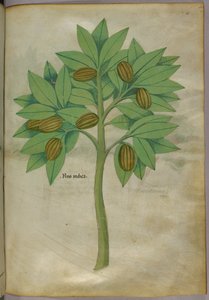 Botanische Illustration, um 1440
