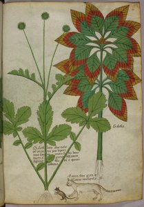 Botanische Illustration, aus Herbal, Tractatus de Herbis, Sloane 4016 f.40r, um 1440