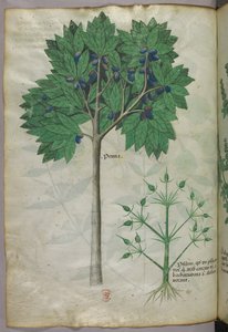 Botanische Illustration eines Obstbaums und einer Pflanze, um 1440