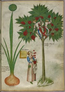 Botanische Illustration einer Pflanze und Jungen, die in den Ästen eines Obstbaums stehen und Früchte pflücken und zu einer Frau darunter werfen, um 1440