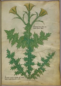 Botanische Illustration einer Pflanze, um 1440