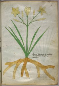 Botanische Illustration einer Pflanze, ca. 1440