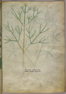 Botanische Illustration einer Pflanze, ca. 1440