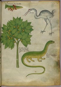 Botanische Illustration einer Pflanze mit einer Grille, einem Kranich und einem Salamander, um 1440