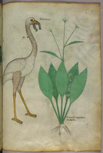 Botanische Illustration einer Pflanze mit einem flamingoähnlichen Vogel, um 1440