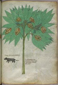Botanische Illustration einer Pflanze mit einem Tier, um 1440