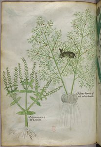 Botanische Illustration von einem Basilikum [Ocimum] und einem Hasen zwischen Spargel [Palatio Leporis], um 1440